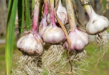 Khoa học hiện đại nghiên cứu về tỏi